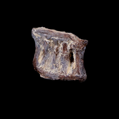 0.9" Xiphactinus Audax Fossil Vertebrae Cretaceous Era Fish Niobrara FM Kansas - Fossil Age Minerals