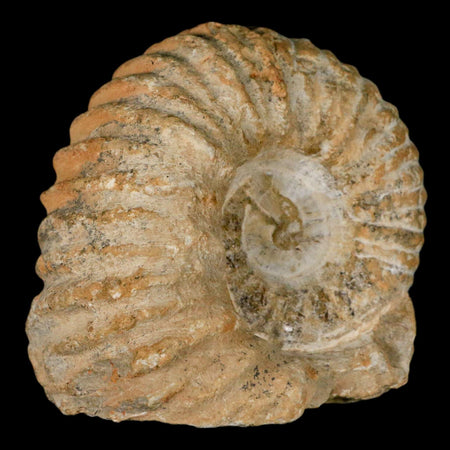 3.5" Acanthoceras Ammonite Fossil Agadir Morocco 360 Million Year Old COA