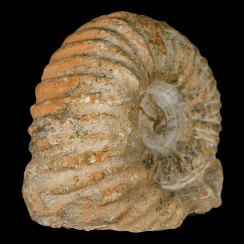 3.5" Acanthoceras Ammonite Fossil Agadir Morocco 360 Million Year Old COA - Fossil Age Minerals
