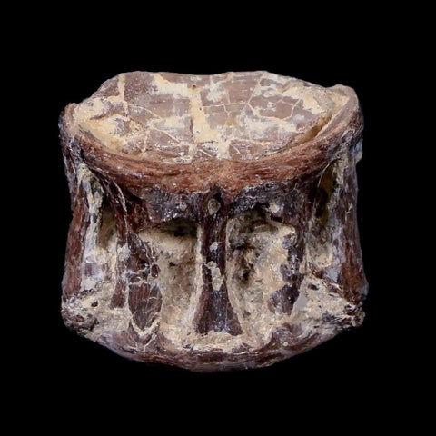 0.9" Xiphactinus Audax Fossil Vertebrae Cretaceous Era Fish Niobrara FM Kansas - Fossil Age Minerals