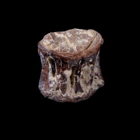 0.9" Xiphactinus Audax Fossil Vertebrae Cretaceous Era Fish Niobrara FM Kansas - Fossil Age Minerals