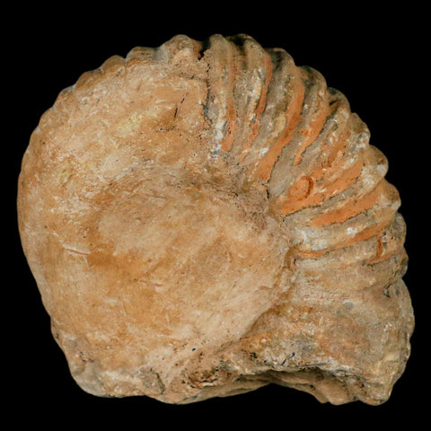 3.5" Acanthoceras Ammonite Fossil Agadir Morocco 360 Million Year Old COA - Fossil Age Minerals