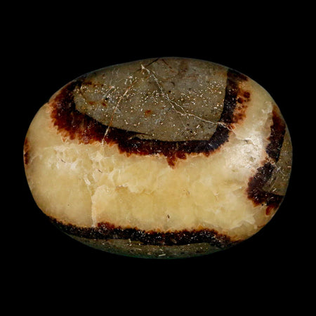 1.9" Septarian Dragon Palm Stone Mineral Specimen Healing Madagascar