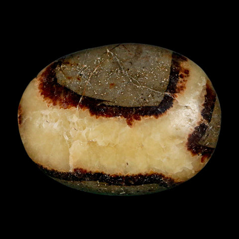 1.9" Septarian Dragon Palm Stone Mineral Specimen Healing Madagascar - Fossil Age Minerals
