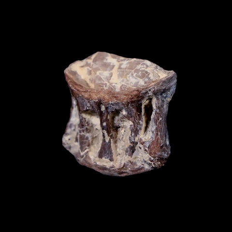 0.9" Xiphactinus Audax Fossil Vertebrae Cretaceous Era Fish Niobrara FM Kansas - Fossil Age Minerals