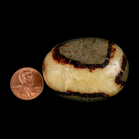 1.9" Septarian Dragon Palm Stone Mineral Specimen Healing Madagascar - Fossil Age Minerals