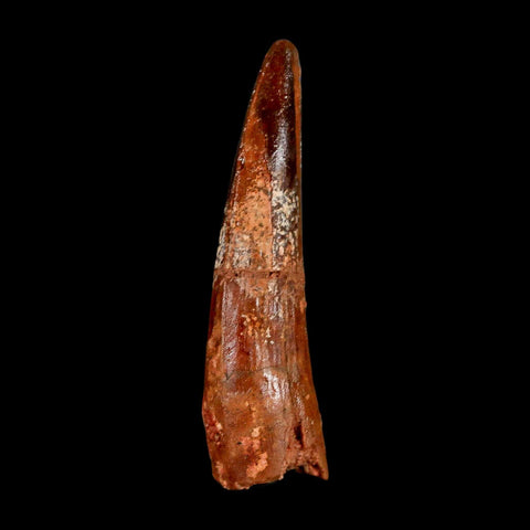 2.2" Spinosaurus Fossil Tooth 100 Million Years Old Cretaceous Dinosaur COA Stand
