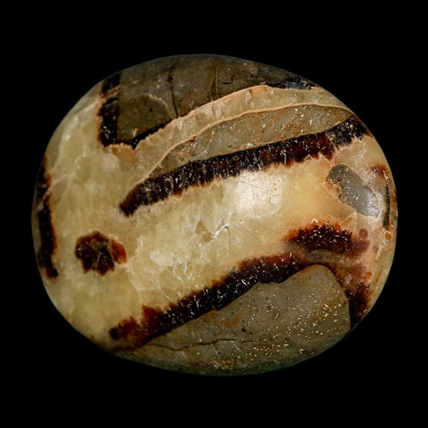 1.9" Septarian Dragon Palm Stone Mineral Specimen Healing Madagascar - Fossil Age Minerals