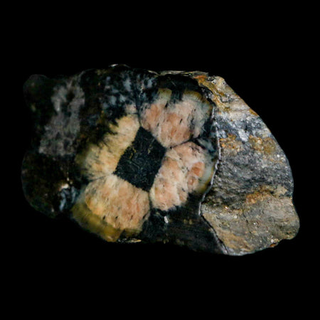 2" Rare Andalucite Var Chiastolite Mineral Specimen Asturias Province Boal Spain