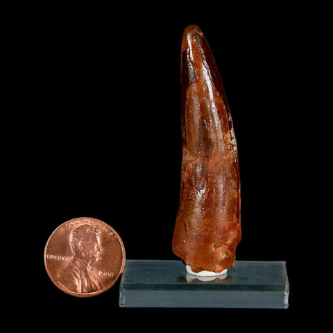 2.2" Spinosaurus Fossil Tooth 100 Million Years Old Cretaceous Dinosaur COA Stand