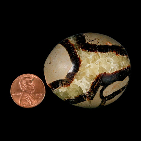 1.8" Septarian Dragon Palm Stone Mineral Specimen Healing Madagascar - Fossil Age Minerals