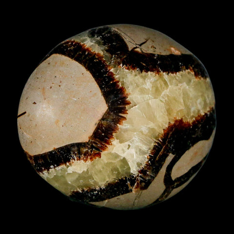 1.8" Septarian Dragon Palm Stone Mineral Specimen Healing Madagascar - Fossil Age Minerals