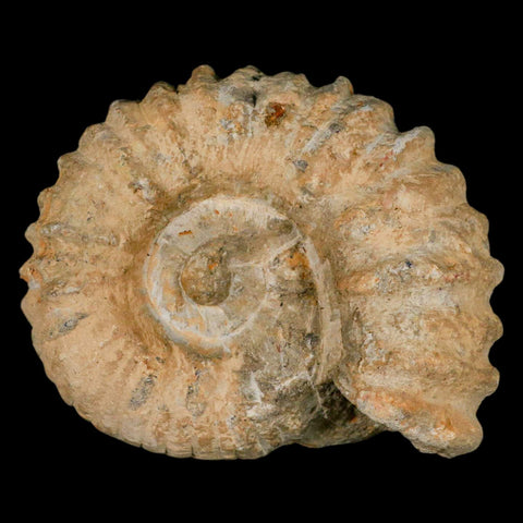 4.2" Acanthoceras Ammonite Fossil Agadir Morocco 360 Million Year Old COA - Fossil Age Minerals