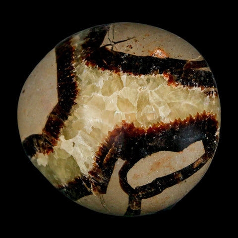 1.8" Septarian Dragon Palm Stone Mineral Specimen Healing Madagascar - Fossil Age Minerals