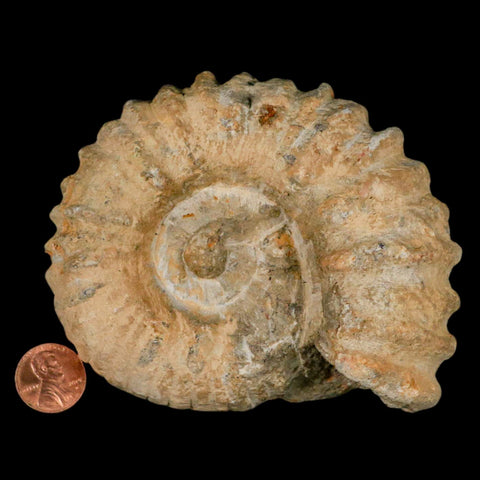 4.2" Acanthoceras Ammonite Fossil Agadir Morocco 360 Million Year Old COA - Fossil Age Minerals
