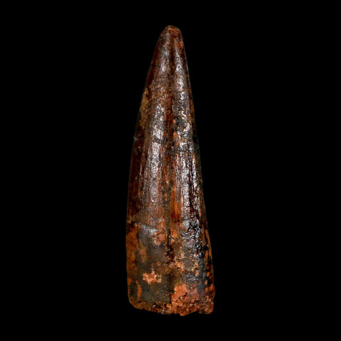 1.6" Spinosaurus Fossil Tooth 100 Million Years Old Cretaceous Dinosaur COA Stand