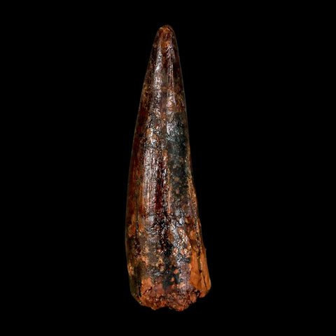1.6" Spinosaurus Fossil Tooth 100 Million Years Old Cretaceous Dinosaur COA Stand