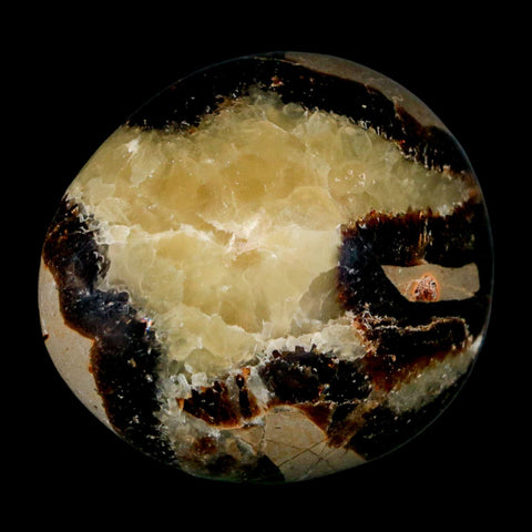 1.8" Septarian Dragon Palm Stone Mineral Specimen Healing Madagascar - Fossil Age Minerals