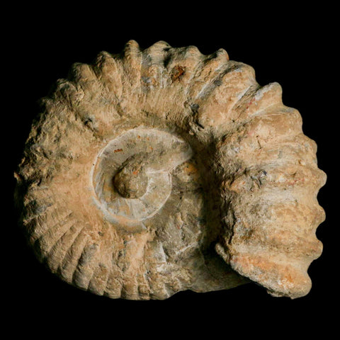 4.2" Acanthoceras Ammonite Fossil Agadir Morocco 360 Million Year Old COA - Fossil Age Minerals