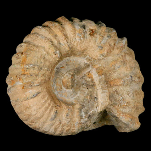4.2" Acanthoceras Ammonite Fossil Agadir Morocco 360 Million Year Old COA - Fossil Age Minerals