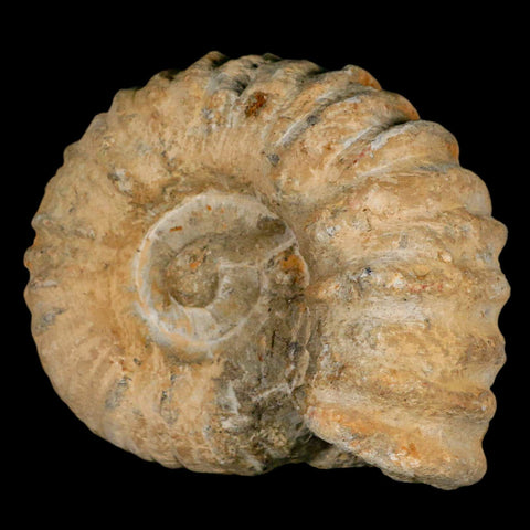 4.2" Acanthoceras Ammonite Fossil Agadir Morocco 360 Million Year Old COA - Fossil Age Minerals