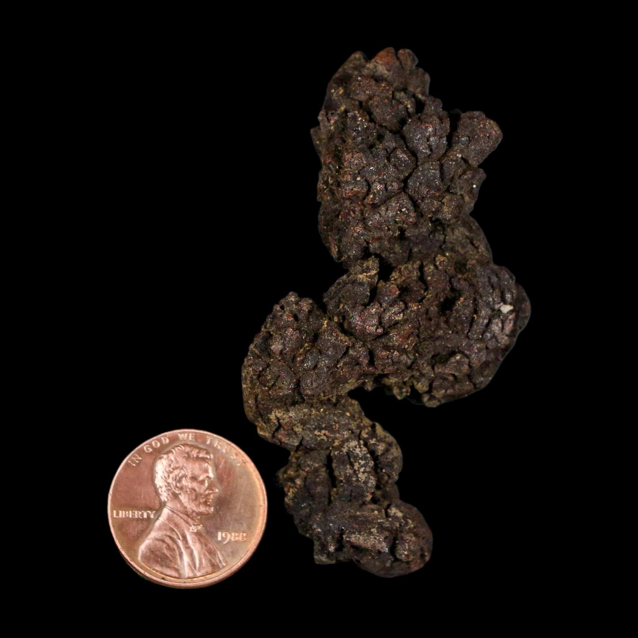2.4" Prehistoric Coprolite Fossil Specimen Poop Dung Miocene Age Madagascar - Fossil Age Minerals