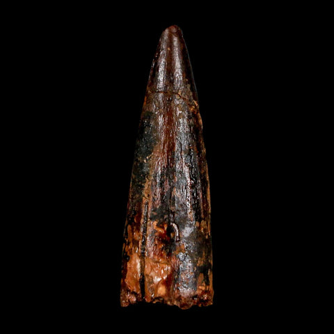 1.6" Spinosaurus Fossil Tooth 100 Million Years Old Cretaceous Dinosaur COA Stand