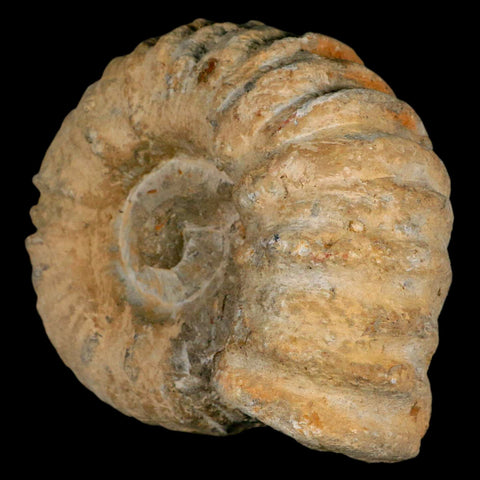 4.2" Acanthoceras Ammonite Fossil Agadir Morocco 360 Million Year Old COA - Fossil Age Minerals