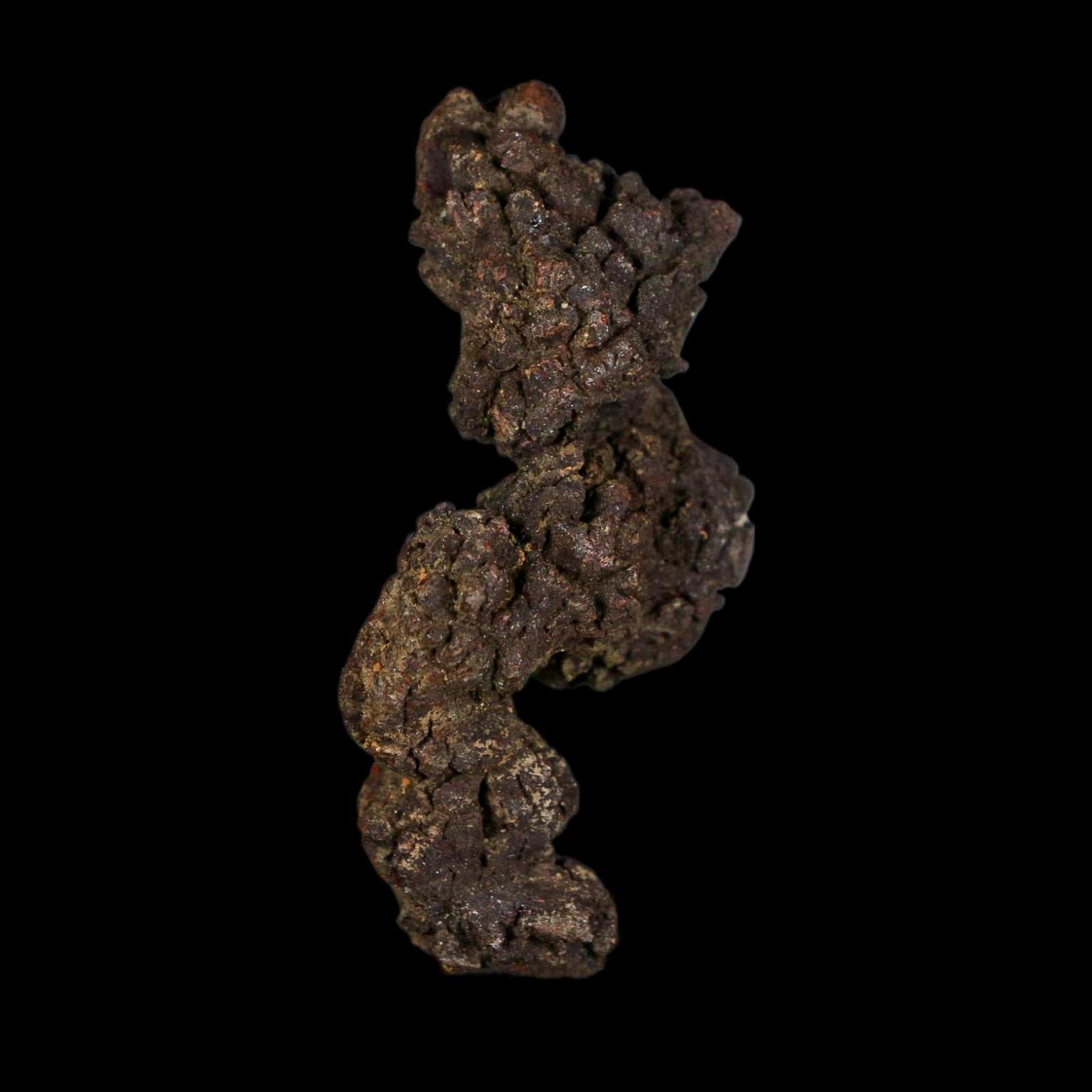 2.4" Prehistoric Coprolite Fossil Specimen Poop Dung Miocene Age Madagascar - Fossil Age Minerals
