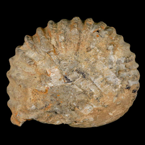 4.2" Acanthoceras Ammonite Fossil Agadir Morocco 360 Million Year Old COA - Fossil Age Minerals