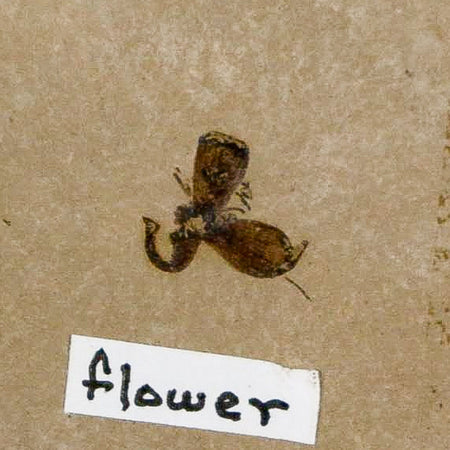 0.3" Detailed Fossil Flower Plant Green River FM Uintah County Utah Eocene Age