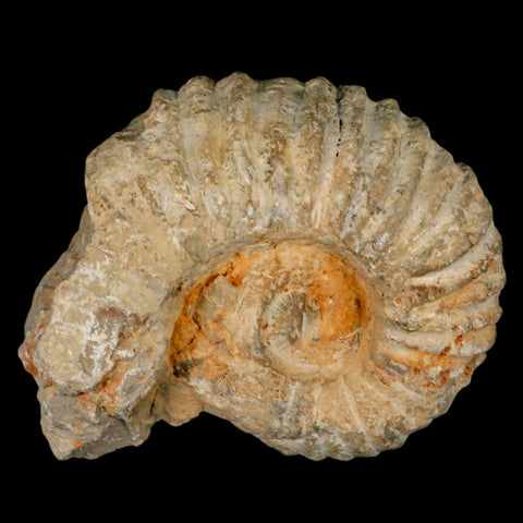 5.4" Acanthoceras Ammonite Fossil Agadir Morocco 360 Million Year Old COA - Fossil Age Minerals