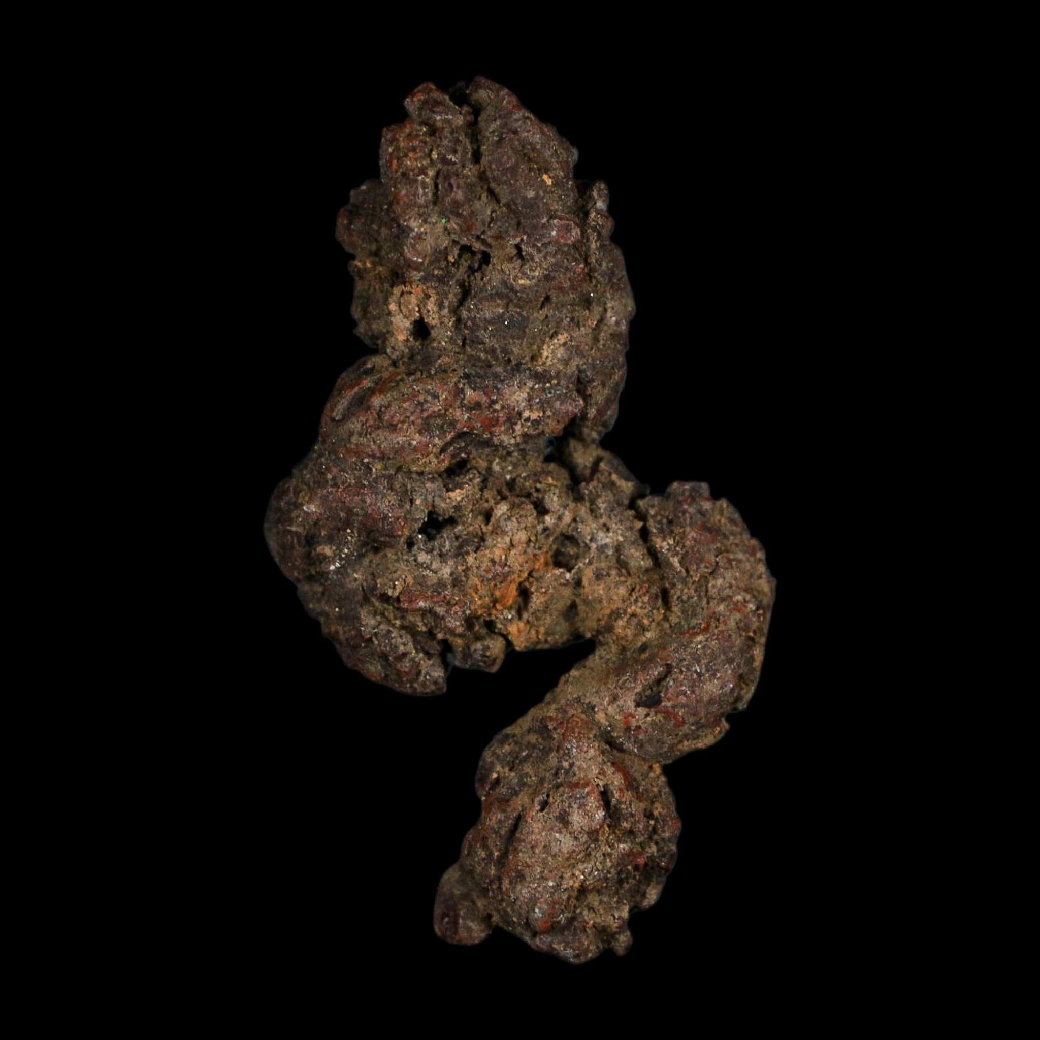2.4" Prehistoric Coprolite Fossil Specimen Poop Dung Miocene Age Madagascar - Fossil Age Minerals