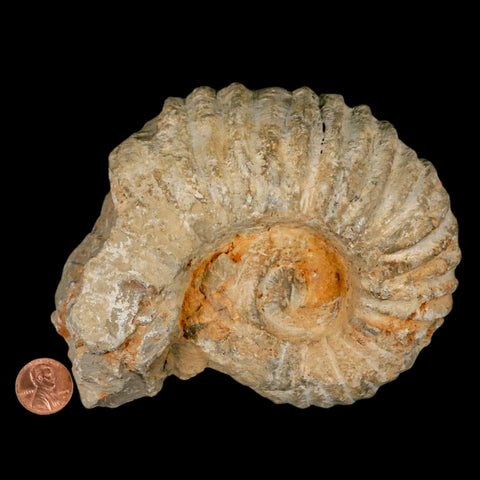 5.4" Acanthoceras Ammonite Fossil Agadir Morocco 360 Million Year Old COA - Fossil Age Minerals