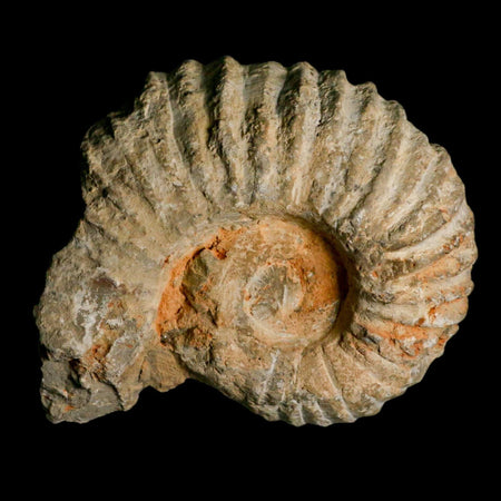 5.4" Acanthoceras Ammonite Fossil Agadir Morocco 360 Million Year Old COA