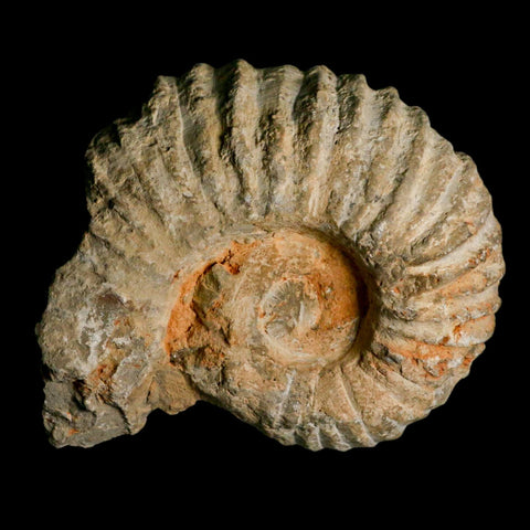 5.4" Acanthoceras Ammonite Fossil Agadir Morocco 360 Million Year Old COA - Fossil Age Minerals