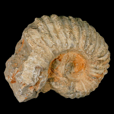 5.4" Acanthoceras Ammonite Fossil Agadir Morocco 360 Million Year Old COA - Fossil Age Minerals