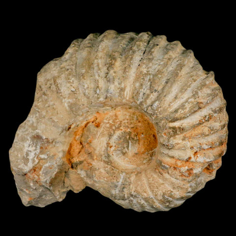 5.4" Acanthoceras Ammonite Fossil Agadir Morocco 360 Million Year Old COA - Fossil Age Minerals