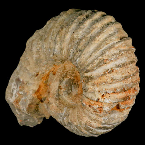 5.4" Acanthoceras Ammonite Fossil Agadir Morocco 360 Million Year Old COA - Fossil Age Minerals