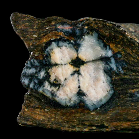 2.6" Rare Andalucite Var Chiastolite Mineral Specimen Asturias Province Boal Spain