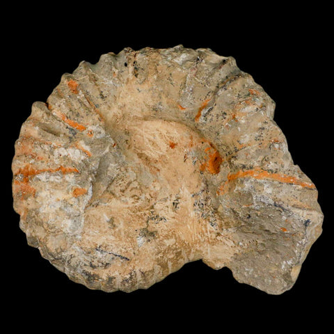 5.4" Acanthoceras Ammonite Fossil Agadir Morocco 360 Million Year Old COA - Fossil Age Minerals