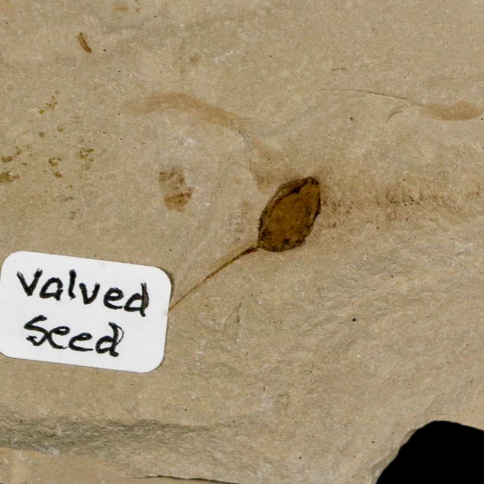 0.6" Fossil Valved Seed Green River Formation Uintah Utah Eocene Age - Fossil Age Minerals