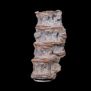 1.2" Xiphactinus Audax Fossil Vertebrae Cretaceous Era Fish Niobrara FM Kansas