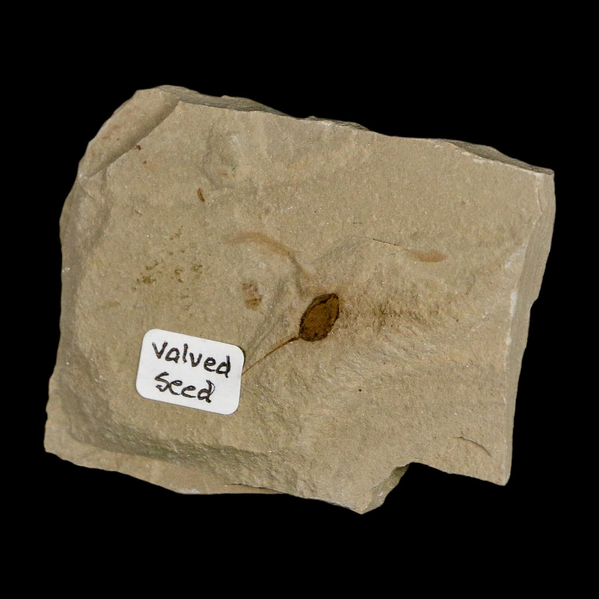 0.6" Fossil Valved Seed Green River Formation Uintah Utah Eocene Age - Fossil Age Minerals