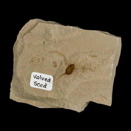 0.6" Fossil Valved Seed Green River Formation Uintah Utah Eocene Age