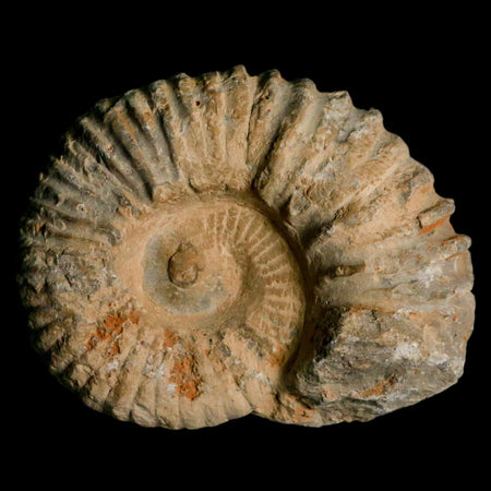 4.5" Acanthoceras Ammonite Fossil Agadir Morocco 360 Million Year Old COA