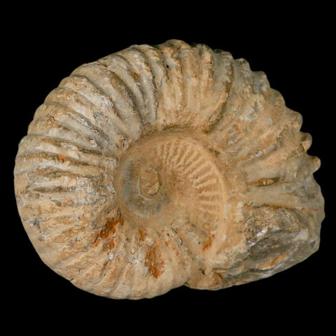 4.5" Acanthoceras Ammonite Fossil Agadir Morocco 360 Million Year Old COA - Fossil Age Minerals