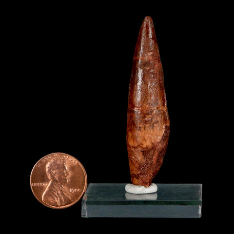 2.2" Spinosaurus Fossil Tooth 100 Million Years Old Cretaceous Dinosaur COA Stand
