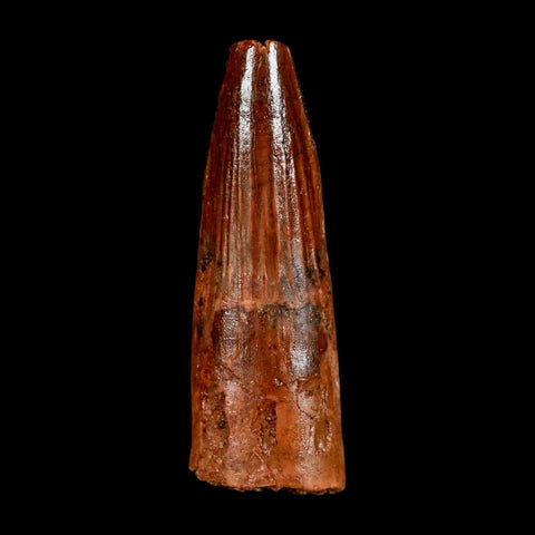 2" Spinosaurus Fossil Tooth 100 Million Years Old Cretaceous Dinosaur COA Stand