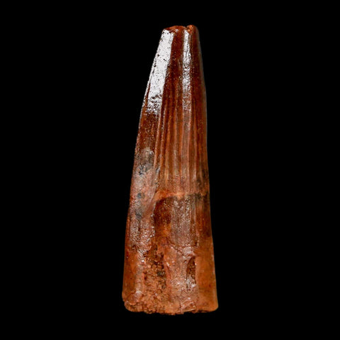 2" Spinosaurus Fossil Tooth 100 Million Years Old Cretaceous Dinosaur COA Stand